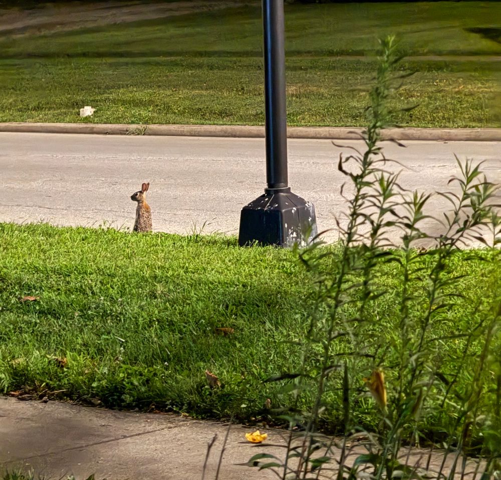 Rabit sitting or standing upright on sidewalk