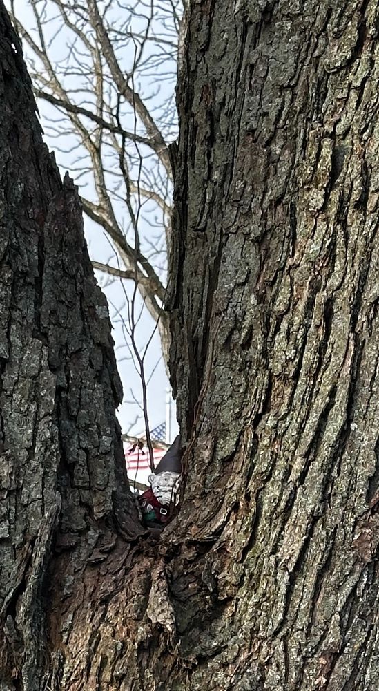 Small gnome in the crook of a tree with American flag flying behind.