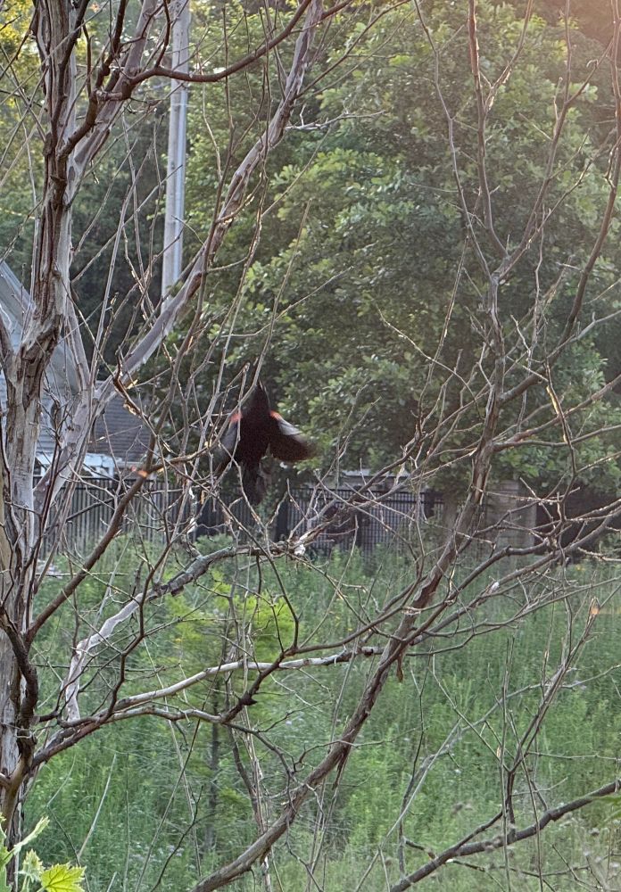 Blurry image of redwing blackbird