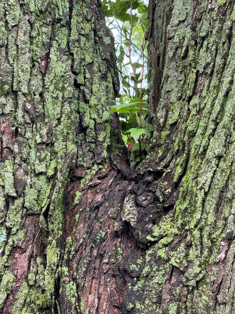 Garden gnome and crook of tree, largely obscured by small branches