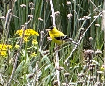 Yellow bird?