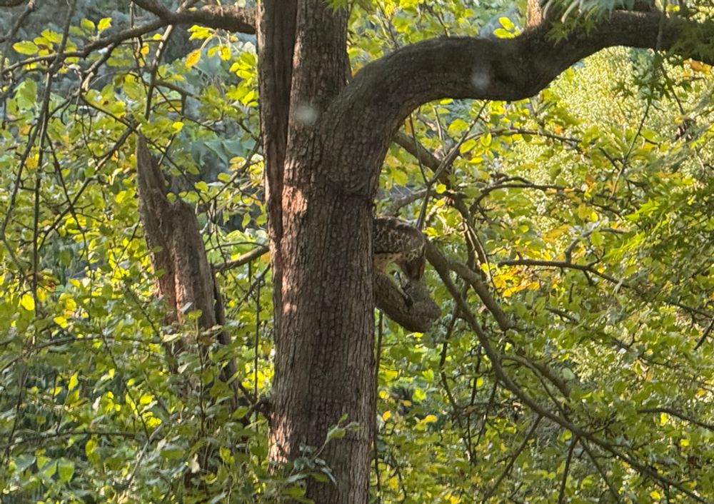 Cooper’s Hawk eating a small bird in a pear tree