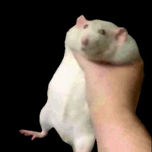 Comment image