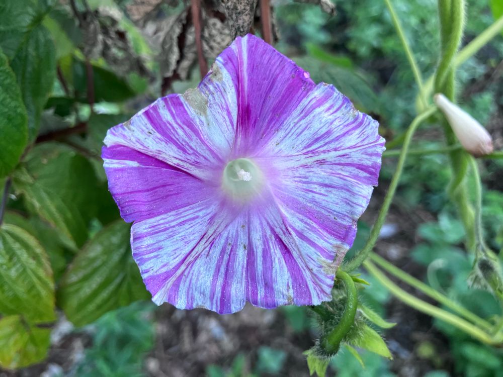 Pink and white morning glory. 