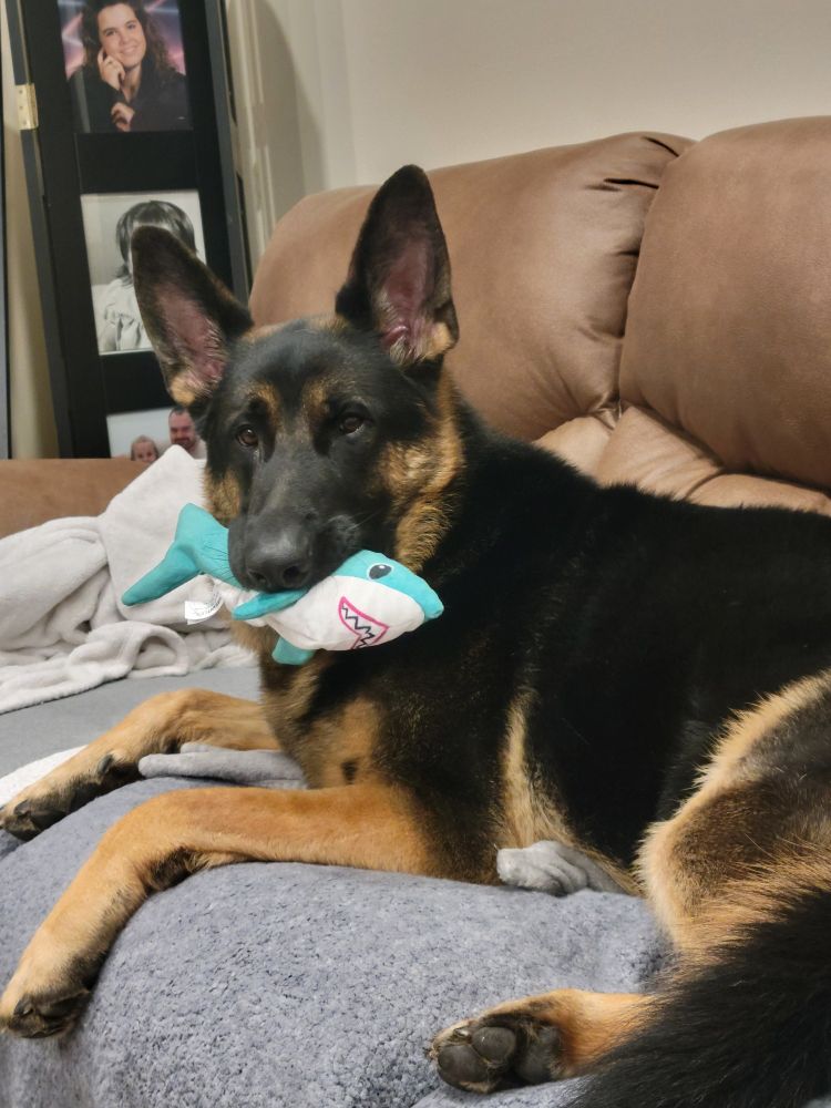 GSD mostly black with brown on cheeks, belly and legs. He has a toy shark un his mouth as he chills on a gray blanket on a tan couch.
