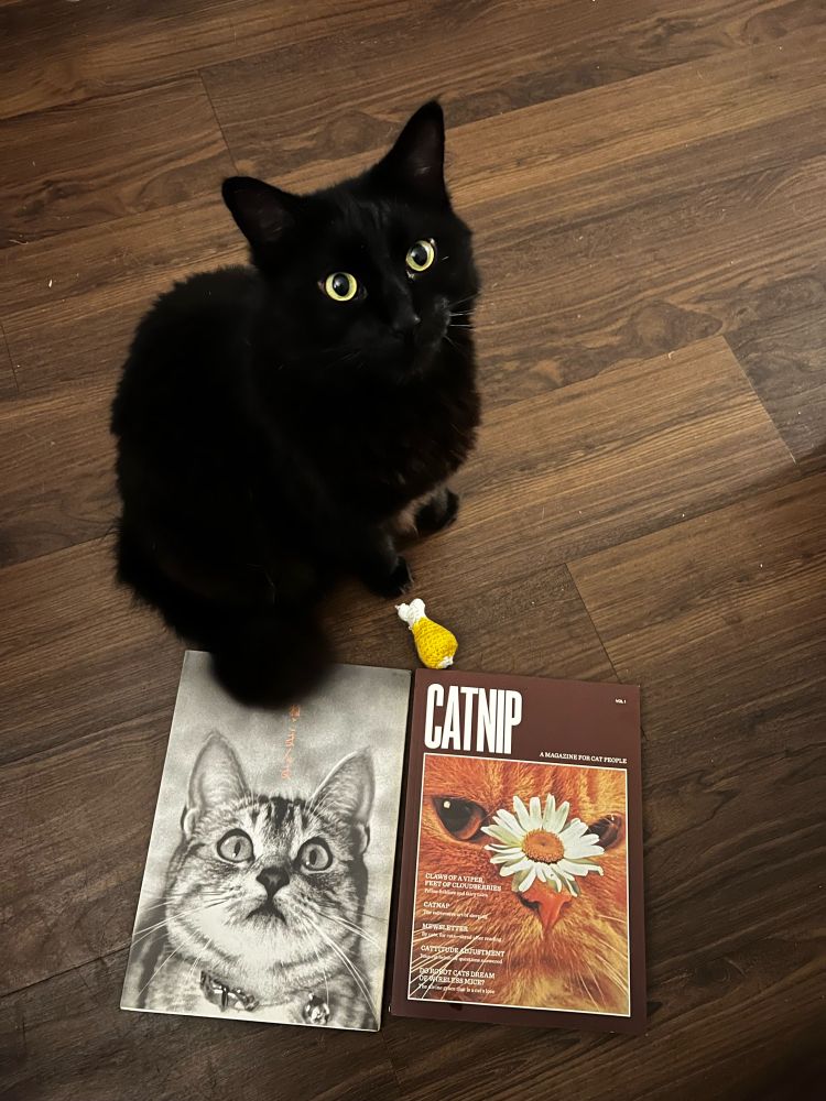 Black cat posing with cat magazine, yellow cat toy, and a photography book of street cats in Japan.