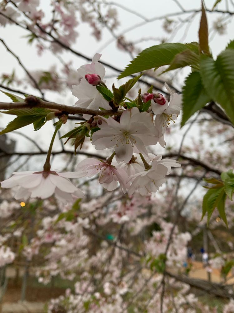 Photo of a cherry blossom cluster taken with a park in the background, the camera is focused on the Cherry blossoms. 