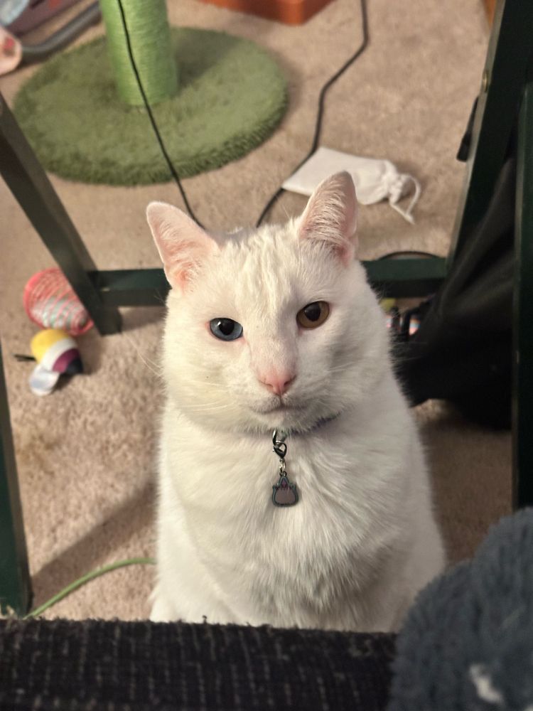 artemis (white cat with heterochromia, left eye blue right eye gold) staring