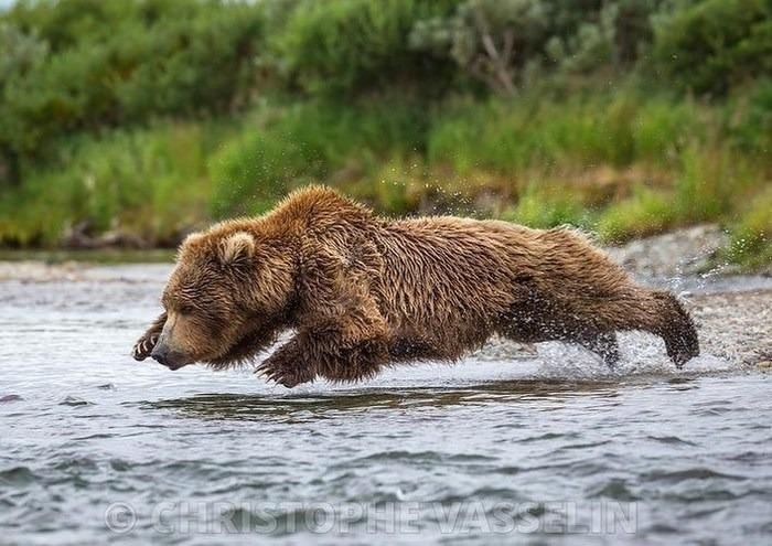 A bear caught in photo mid-leap into a river, which makes it appear to be levitating.  