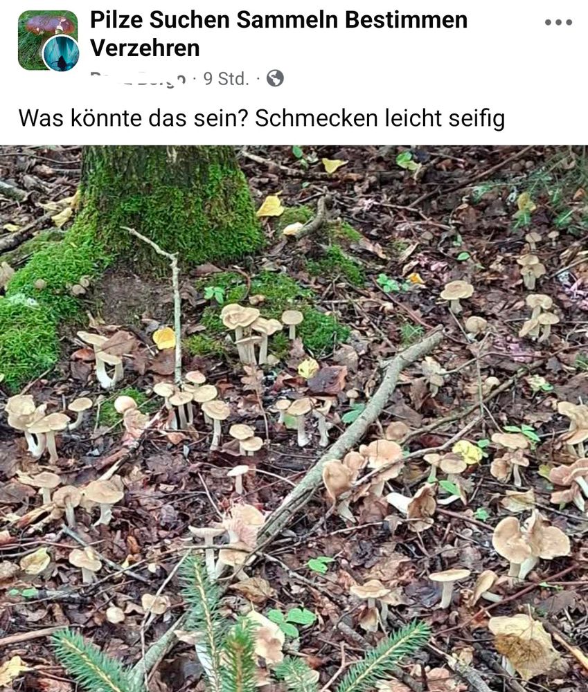Eine Person, die einfach eine Gruppe wild wachsender Pilze fotografiert hat, zu weit weg für sichere Bestimmung. Sie schreibt: was könnte das sein? Schmecken leicht seifig 