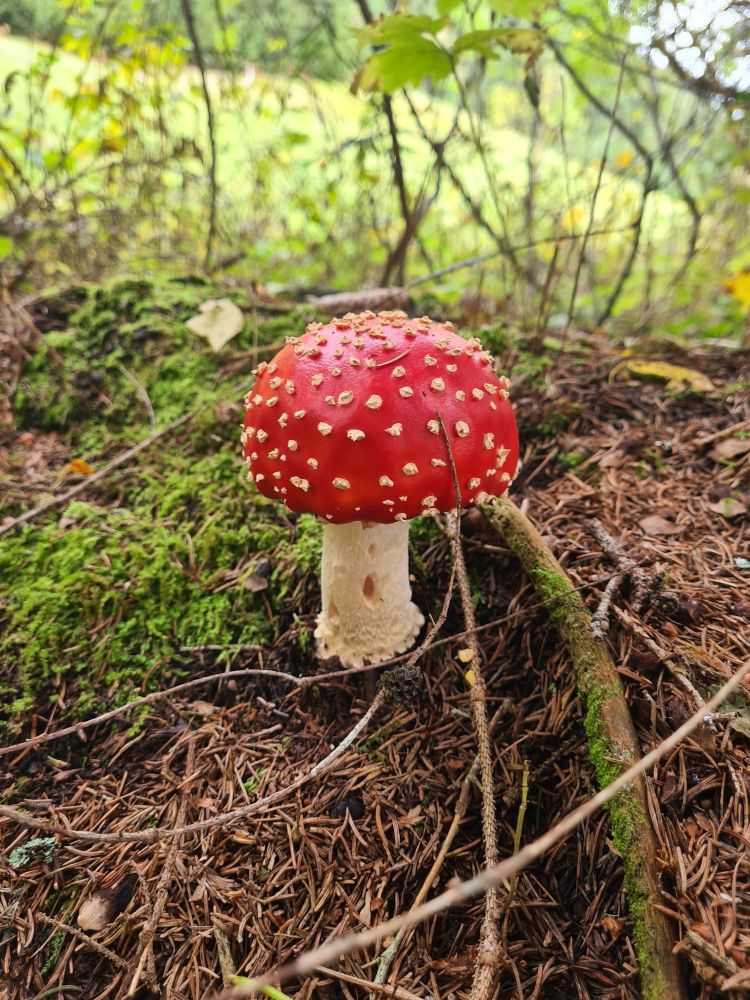 Ein klassischer fliegenpilz