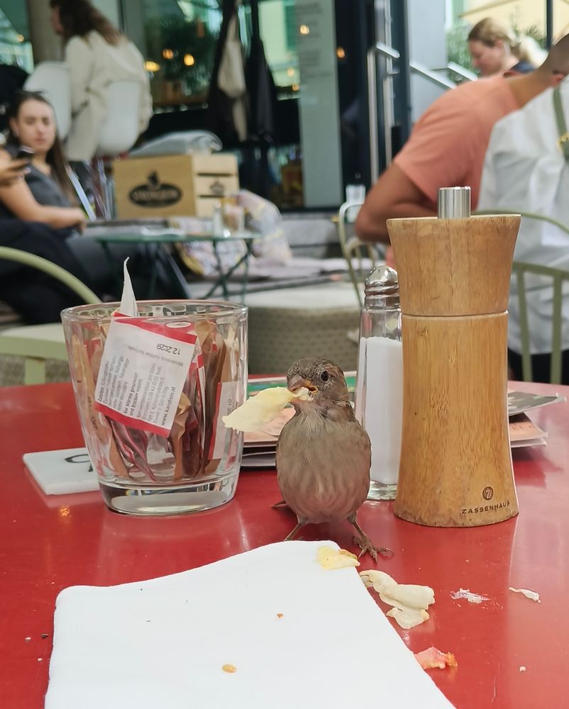 Ein kleiner Spatz auf dem Kaffeehaus Tisch. Er hat ein stück Brot im Mund das viel zu groß is