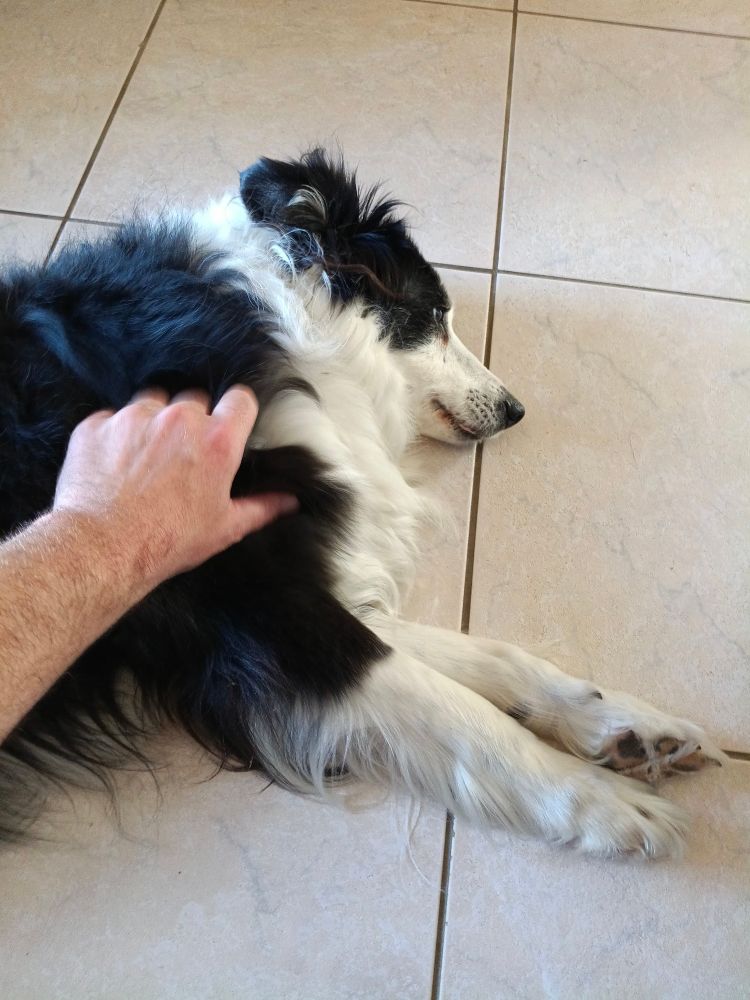 Alter alter collie