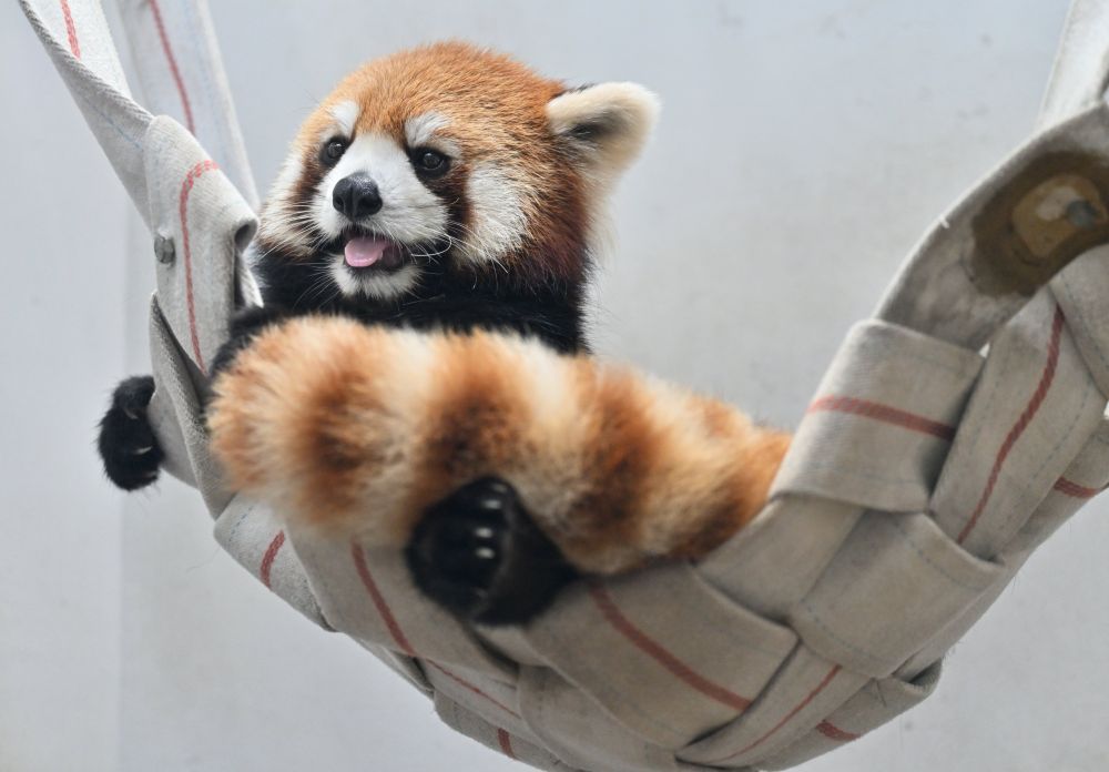 Photograph of a re-panda in a kind of hammoc, looking super happy about it.