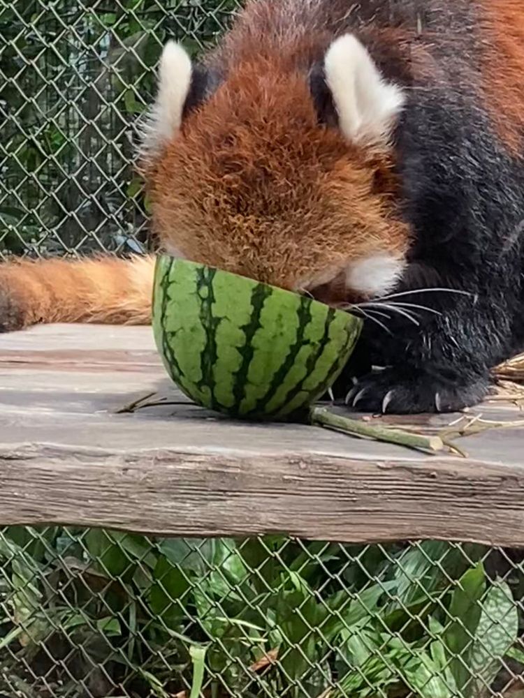 Photograph of a (silly) red panda, eating the inside of an half-watermelon. The whole red-panda face is hidden inside, which look really cute.