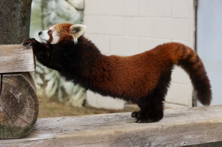 Photograph of a red panda stretching
