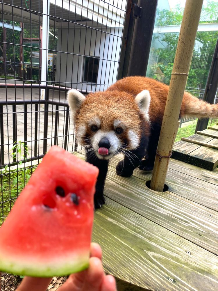 Photograph of a red panda eying an apetizing slice of watermelon.