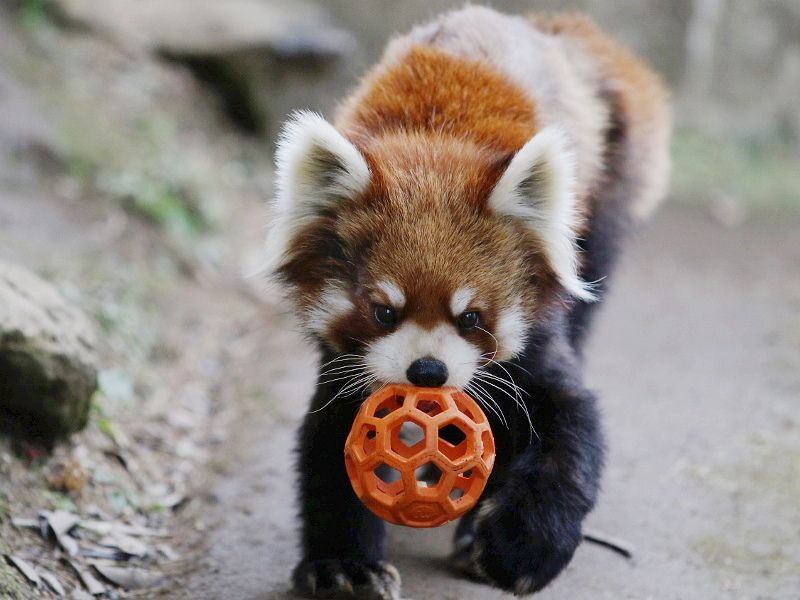 photograph of a red panda carrying a ball-shaped orange toy.