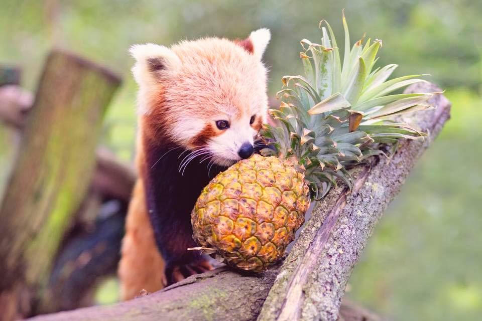 Photograph of a red panda inspecting a pineapple