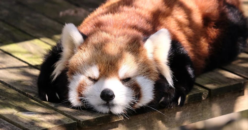 Photograph of a red-panda sleeping under the shadow of a tree