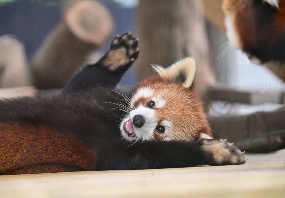 Photograph of a red panda, flopping on the side, looking happy.