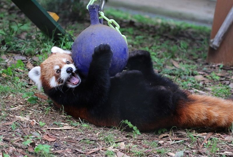 Photograph of a very happy red-panda holding a ball-shaped-toy.