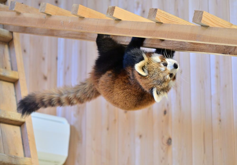 Photograph of a red panda, going forward on a ladder while upside down.