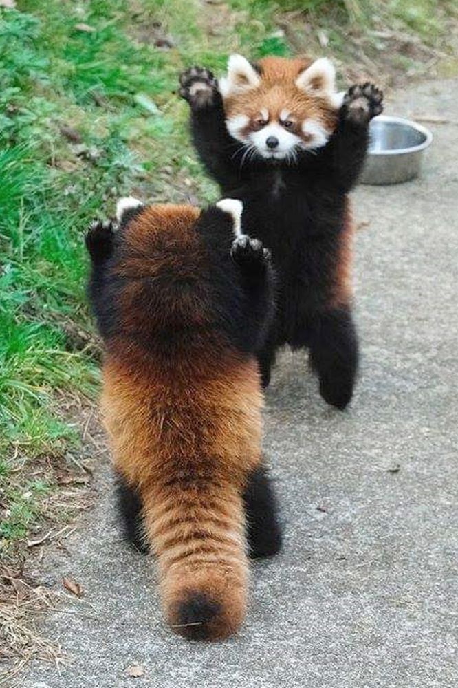 photograph of two red-panda trying to impress each-other by getting on their hind legs, and just managing to look cuter instead.