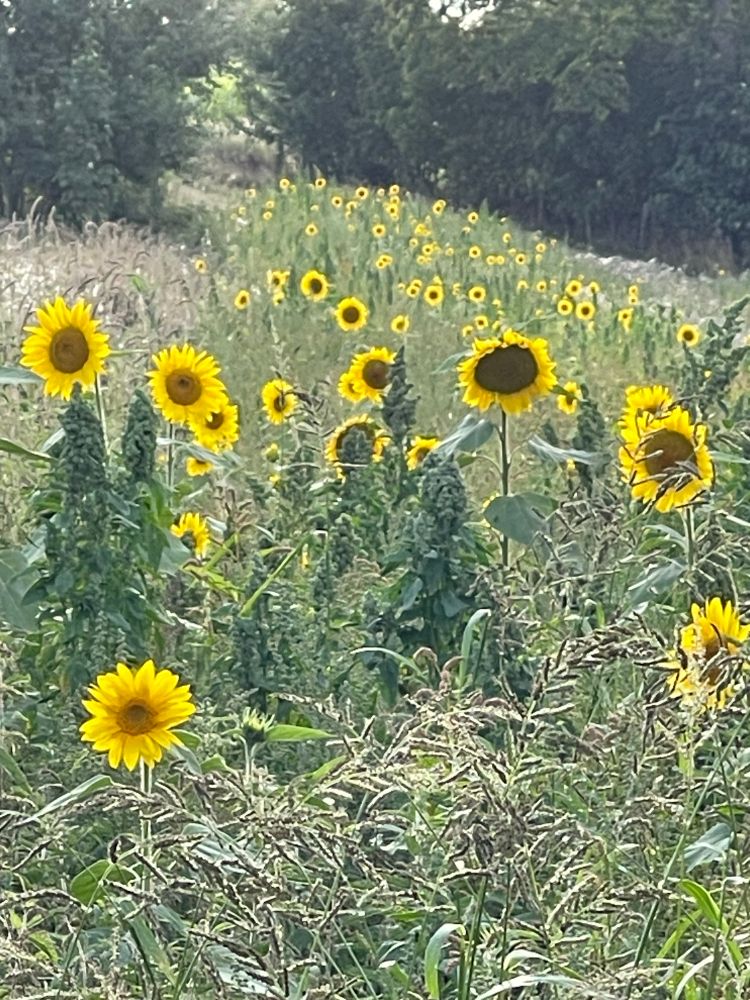 Sunflowers amidst wildness backlit by the setting sun.