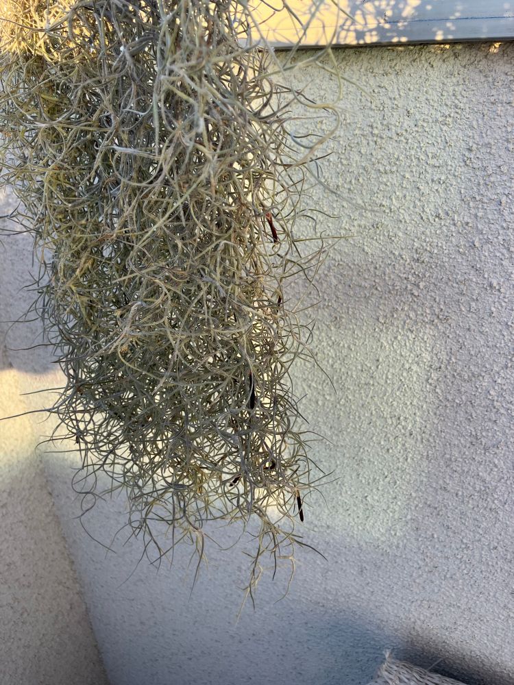 ウスネオイデス