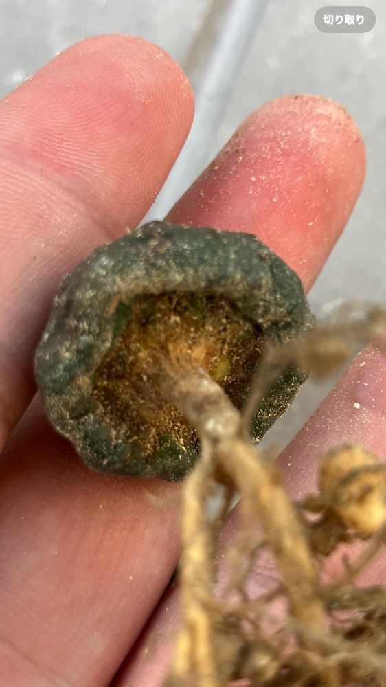 ユーフォルビアオベサ
肉厚椎茸見たい