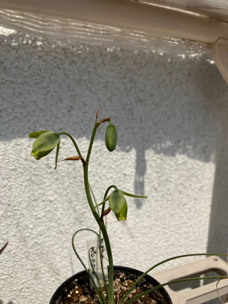 アルブカスピラリス