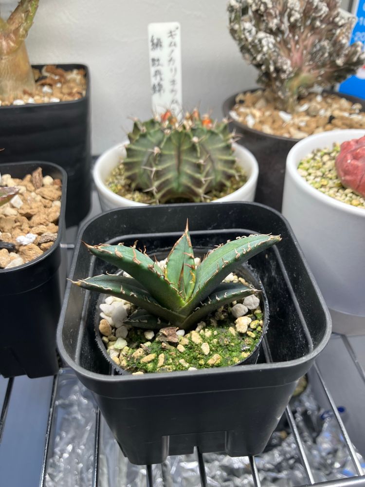 アガベオテロイ　仮置き