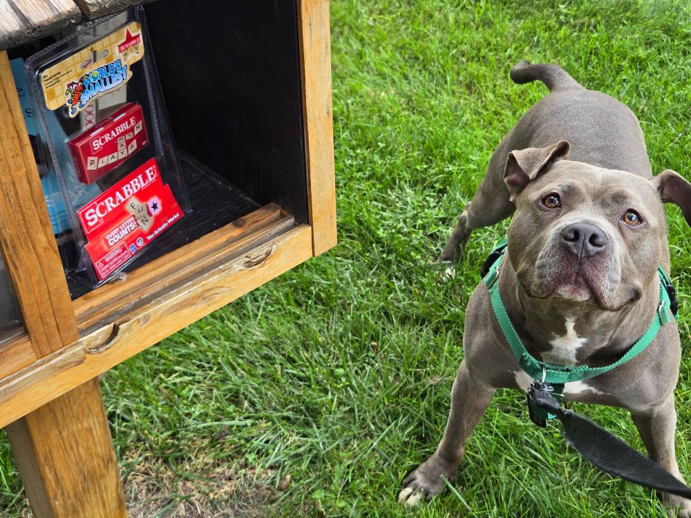 Picture of Bogey derping at the Little Free Library 