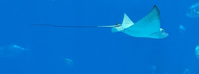 The elongate tail of a ray