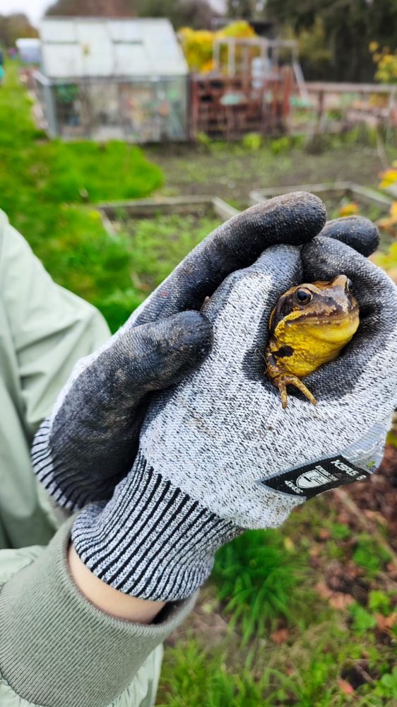 Picture of a frog being held by someone wearing gloves