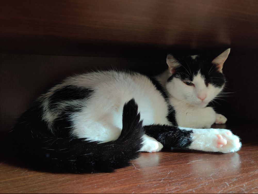 A black and white shorhair lying with back paw outstretched and tail curled upwards, looking at the camera.