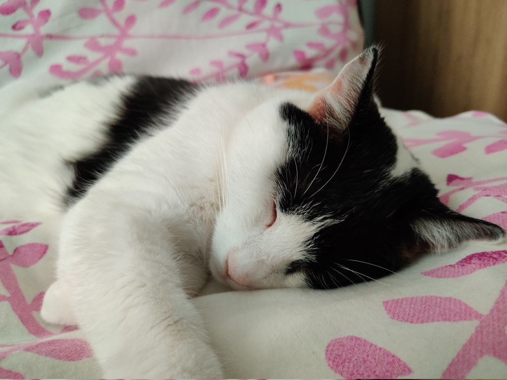 A black and white Shorthair sleeping soundly on her left side with the right paw outstretched