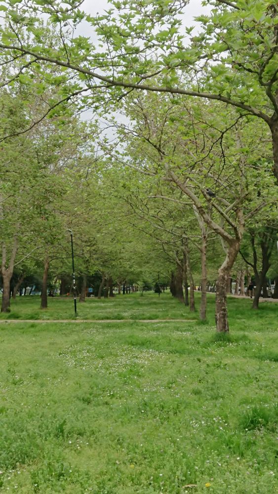 A green meadow with a line of trees behind each other, forming the side of a corridor.