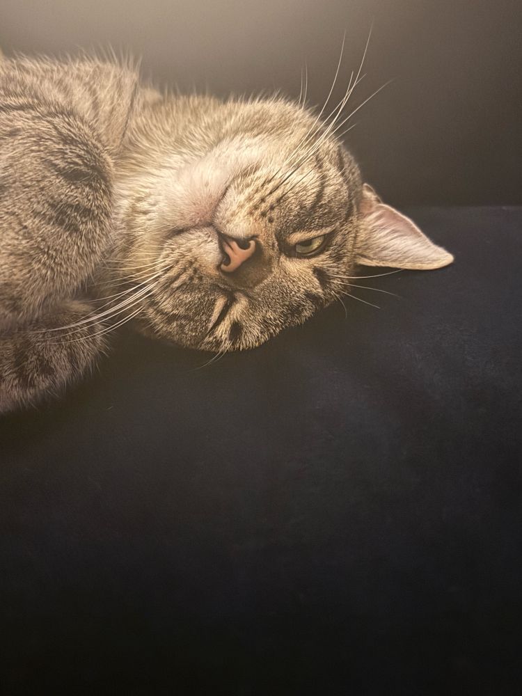 Head and shoulders of tabby cat looking cuddly, head upside down 



