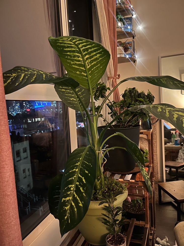 buncha plants. are they okay? they’re on a shelf now that’s probably good. too much sun? not enough? 