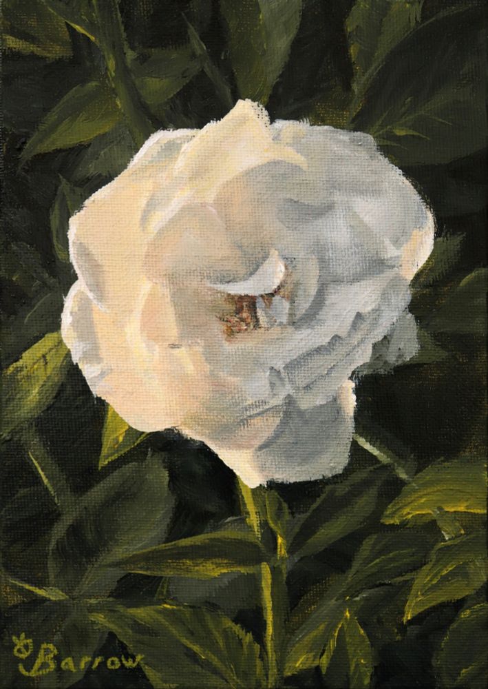 An acrylic painting of a bright white rose. It is glowing, with half of it illuminated from behind by the light of the setting sun. The other is lit by the cool ambient light of the sky. It stands out starkly against a backdrop of dark leaves and stems.