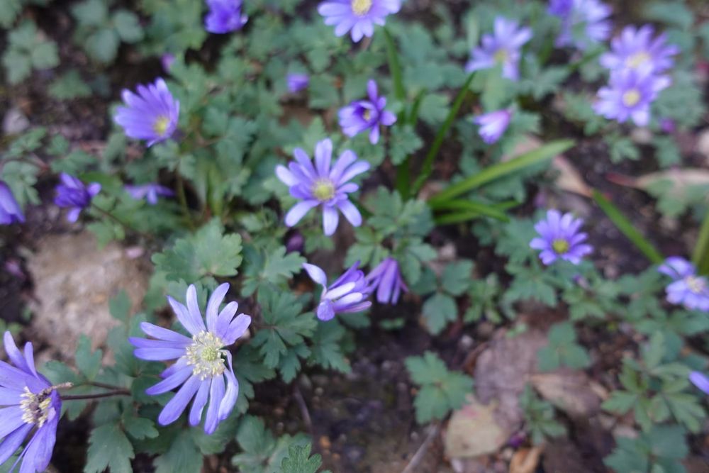 Blue purple flowers