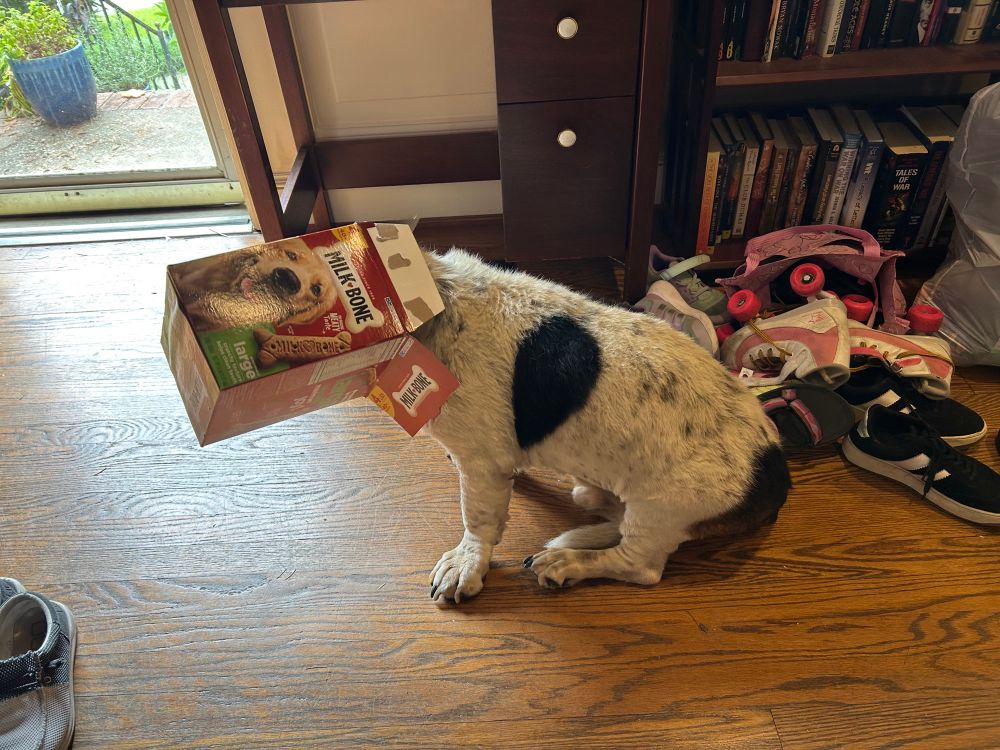 A basset hound sitting with his head stuck in an empty dog treat box.