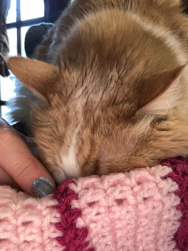 An orange cat hiding from the camera. 