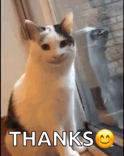 a cat is sitting in front of a window with a smiley face and the words thanks .