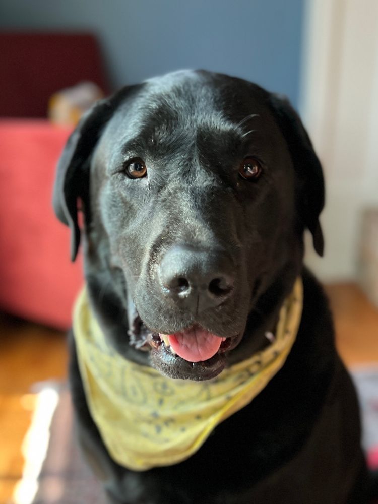 A black Labrador retriever wears a yellow bandanna and stares blankly at the camera. Her mouth is open slightly, in order to let her tongue hang out just enough to betray her status as the dumbest dog who ever lived. Why yes, she would enjoy a boop, thank you very much. 