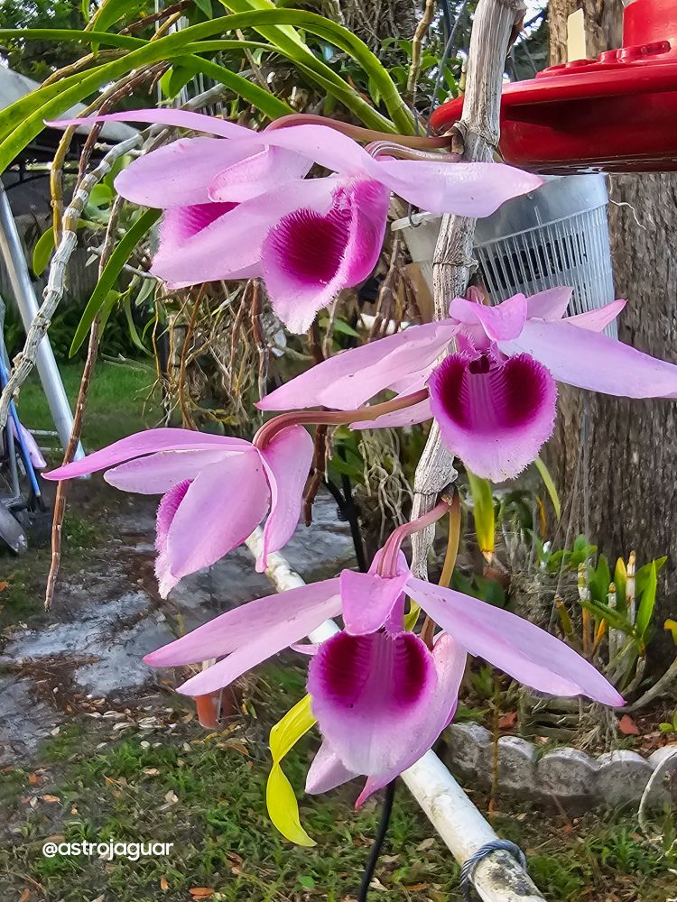 Pink and dark pink blooms. 