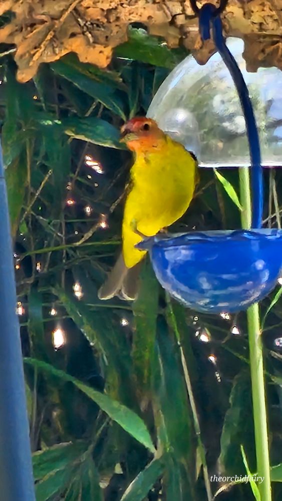 Male Western Tanager 