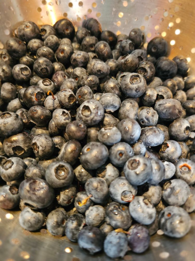 Two pounds of organic blueberries 🫐 ready to go dive into a tub of Greek yogurt and maple 🍁 syrup 😋 
